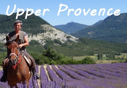 Provence lavender hrseback ride