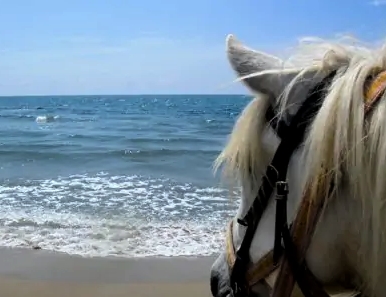 horseback riding Camargue