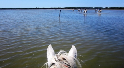 Camargue à cheval