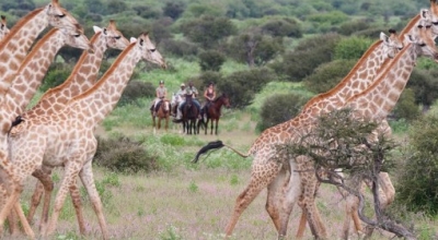 horse riding safari