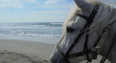 week end horse riding in camargue