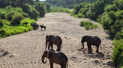 Equestrian safari