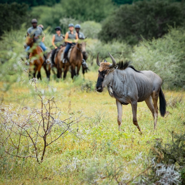 horse riding safari