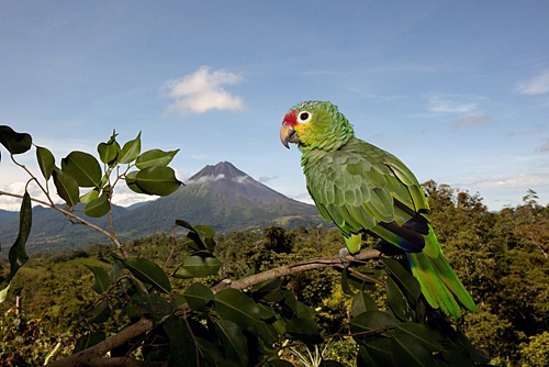 Costa Rica horse stay