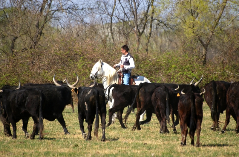 vacances à cheval en Camargue