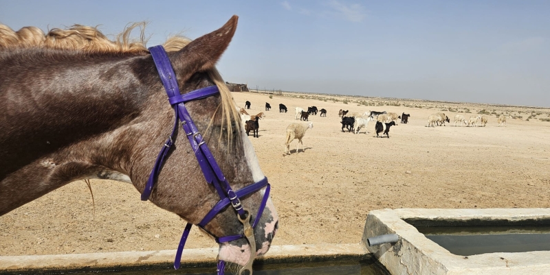 horse trail ride in morocco